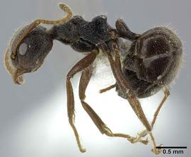 Lateral view of body, entire, adult worker. Photo by Andrea Walker,  Antweb.org .
