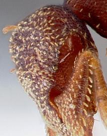 Close-up view of eye / ocellus, adult worker. Eye on upper margin of scrobe. Photo by April Nobile,  Antweb.org , modified.