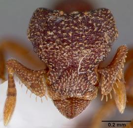 Anterior view of head, adult worker.  Photo by April Nobile,  Antweb.org .
