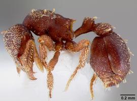Lateral view of body, entire, adult worker.  Photo by April Nobile,  Antweb.org .