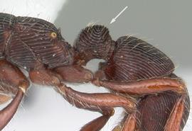 Lateral view of petiole, adult worker. Petiolar node relatively quadrate and subpetiolar process broad in profile with a blunt anterior angle. Photo by April Nobile,  Antweb.org , modified.