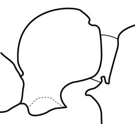 Lateral view of petiole, adult worker. The petiolar node relatively quadrate and subpetiolar process broad in profile with a blunt anterior angle and an acute posterior angle. Used in Antkey to separate  Gnamptogenys triangularis  from  Gnamptogenys porcata .
