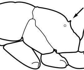 Lateral view of propodeum, adult worker. The propodeum is armed with small teeth or denticles. Used in Antkey to separate  Gnamptogenys triangularis  from  Gnamptogenys porcata .