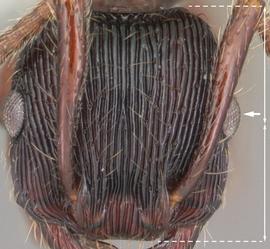 Anterior view of eye / ocellus, adult worker. Eyes at or above midline of head, but never distinctly below. Photo by April Nobile,  Antweb.org , modified.