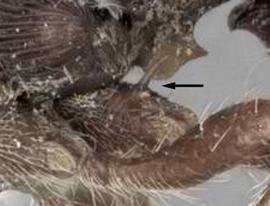 Close-up view of coxa, adult worker. Hind coxae with dorsal spine. Photo by Andrea Walker,  Antweb.org , modified.