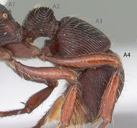 Lateral view of gaster, adult worker. Longitudinal furrows on abdominal segment 4. Photo by April Nobile,  Antweb.org , modified.