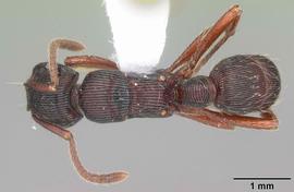 Dorsal view of body, entire, adult worker. Photo by April Nobile,  Antweb.org .