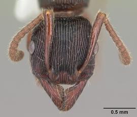 Anterior dorsal view of head, adult worker.  Photo by April Nobile,  Antweb.org .