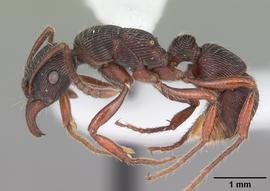 Lateral view of body, entire, adult worker.  Photo by April Nobile,  Antweb.org .