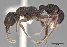 Lateral view of body, entire, adult worker. Photo by Andrea Walker,  Antweb.org .