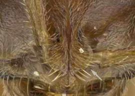 Close-up view of frontal carina, adult worker. Frontal lobes narrow. Photo by Estella Ortega,  Antweb.org , modified.