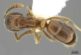 Dorsal view of body, entire, adult worker.  Photo by Estella Ortega,  Antweb.org .