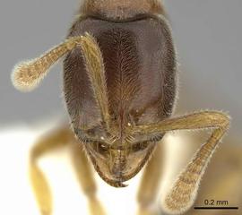 Anterior view of head, adult worker.  Photo by Estella Ortega,  Antweb.org .