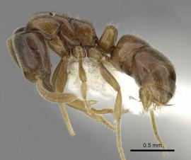 Lateral view of body, entire, adult worker.  Photo by Estella Ortega,  Antweb.org .