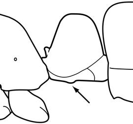 Lateral view of waist, adult worker. The petiole is subtriangular, relatively short and broad with distinctly convex anterior and posterior faces. The subpetiolar process is reduced to a small convexity that weakly breaks the outline of the ventral margin. Used in Antkey to separate  Hypoponera zwaluwenburgi  from  Hypoponera opaciceps, Hypoponera punctatissima  and  Hypoponera ragusai .