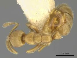 Dorsal view of body, entire, adult worker.  Photo by Ryan Perry,  Antweb.org .