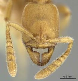 Anterior view of head, adult worker.  Photo by Ryan Perry,  Antweb.org .