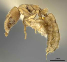 Lateral view of body, entire, adult worker.  Photo by Ryan Perry,  Antweb.org .
