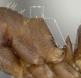 Lateral view of propodeum, adult worker. Propodeal declivity equal to or greater than twice length of propodeal dorsum. Photo by April Nobile,  Antweb.org , modified.