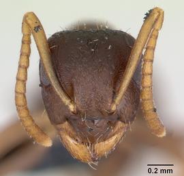Anterior view of head, adult worker.  Photo by April Nobile,  Antweb.org .