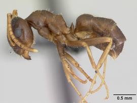Lateral view of body, entire, adult worker.  Photo by April Nobile,  Antweb.org .