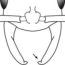 Close-up view of mandibles, adult worker. Mandibles lacking apical fork.