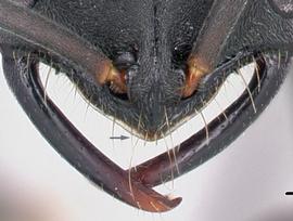 Close-up view of clypeus, adult. Clypeus distinctly triangular. Photo by Jean Claude Rakotonirina,  Antweb.org , modified.