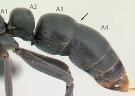 Lateral view of gaster, adult . Distinct constriction between abdominal segments 3 and 4 (arrow). Note longitudinal furrows lacking on abdominal segment 4. Photo by Jean Claude Rakotonirina,  Antweb.org , modified.