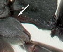 Lateral view of coxa, adult . Hind coxae lacking dorsal spine. Photo by Jean Claude Rakotonirina,  Antweb.org , modified.