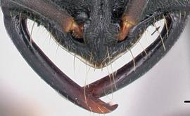 Anterior dorsal view of mandibles, adult. Mandibles inserted towards the lateral corners of the anterior head margin. Mandible shape linear, lacking apical fork.Photo by Jean Claude Rakotonirina,  Antweb.org , modified.