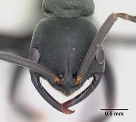 Anterior view of head, adult worker.  Photo by Jean Claude Rakotonirina,  Antweb.org .