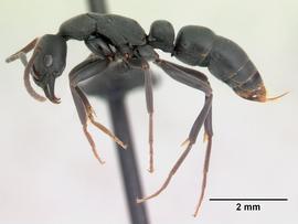Lateral view of body, entire, adult worker.  Photo by Jean Claude Rakotonirina,  Antweb.org .