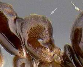 Lateral view of propodeum, adult. Propodeum globular, strongly and uniformly convex. Photo by Alexander Wild,  Antweb.org , modified.