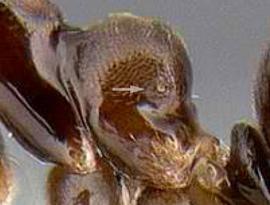 Lateral view of propodeum, adult. Propodeal spiracle not on posterior border of propodeum.