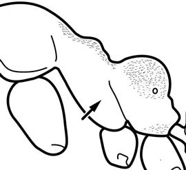 Lateral view of thorax / mesosoma, adult worker. The mesopleura and metapleural bulla lacking pubescence giving the surface a glabrous appearance. Used in Antkey to separate  Linepithema iniquum  from  Linepithema humile .