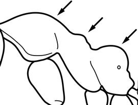 Lateral view of thorax / mesosoma, adult worker. The profile of mesosomal dorsum with three distinct convexities (promesonotum, metanotum and propodeum). Used in Antkey to separate  Linepithema iniquum  from  Linepithema humile .