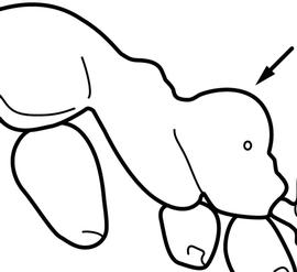 Lateral view of propodeum, adult worker. The propodeum is strongly rounded, uniformly convex and resembling a sphere in profile. Used in Antkey to separate  Linepithema iniquum  from  Linepithema humile .
