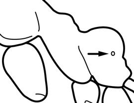 Lateral view of propodeum, adult worker. The propodeal spiracle is distinctly anterior to posterior margin of the propodeum. Used in Antkey to separate  Linepithema iniquum  from  Linepithema humile .