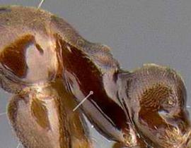 Lateral view of thorax / mesosoma, adult. Dense pubescence not covering mesopleuron. Photo by Alexander Wild,  Antweb.org , modified.