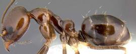 Lateral view of body, entire, adult. Erect hairs on cephalic dorsum (above eye level) and on gastral tergites 1 and 2.