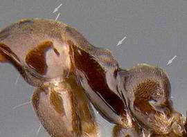 Lateral view of thorax / mesosoma, adult . Profile of mesosomal dorsum with three distinct convexities. Photo by Alexander Wild,  Antweb.org , modified.