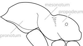 Lateral view of thorax / mesosoma, adult worker. The mesosoma is entirely smooth and shining, with at most a few isolated punctures, but never with the propodeum, mesonotum or pronotum entirely punctate. Used in Antkey to separate  Monomorium ebeninum, Monomorium floricola  and  Monomorium liliuokalanii  from other  Monomorium .