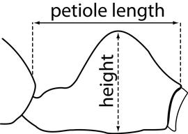 Lateral view of petiole, adult worker. The petiole, in profile, is distinctly longer than it is tall. The length is measured from the most anterior section of the petiolar peduncle to the most posterior section of the petiolar node, and the height is measured from the apex of the petiolar node to its ventral margin. Used in Antkey to separate  Monomorium ebeninum  and  Monomorium floricola  from  Monomorium liliuokalanii .