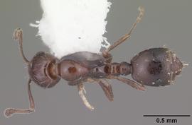 Dorsal view of body, entire, adult worker.  Photo by April Nobile,  Antweb.org .