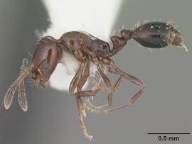 Lateral view of body, entire, adult worker.  Photo by April Nobile,  Antweb.org .