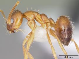 Lateral view of body, entire, adult worker. Photo by April Nobile,  Antweb.org .