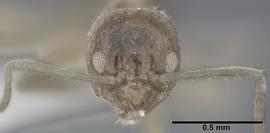 Anterior view of head, adult worker. On Peony plant in shipment from Japan.  Photo by Andrea Walker,  Antweb.org .