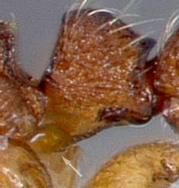 Lateral view of petiole, adult worker. Large subpetiolar process present. Photo by April Nobile,  Antweb.org , modified.