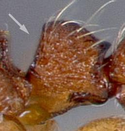 Lateral view of petiole, adult worker. Petiole lacking peduncle. Photo by April Nobile,  Antweb.org , modified.
