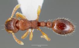 Dorsal view of body, entire, adult worker.  Photo by April Nobile,  Antweb.org .